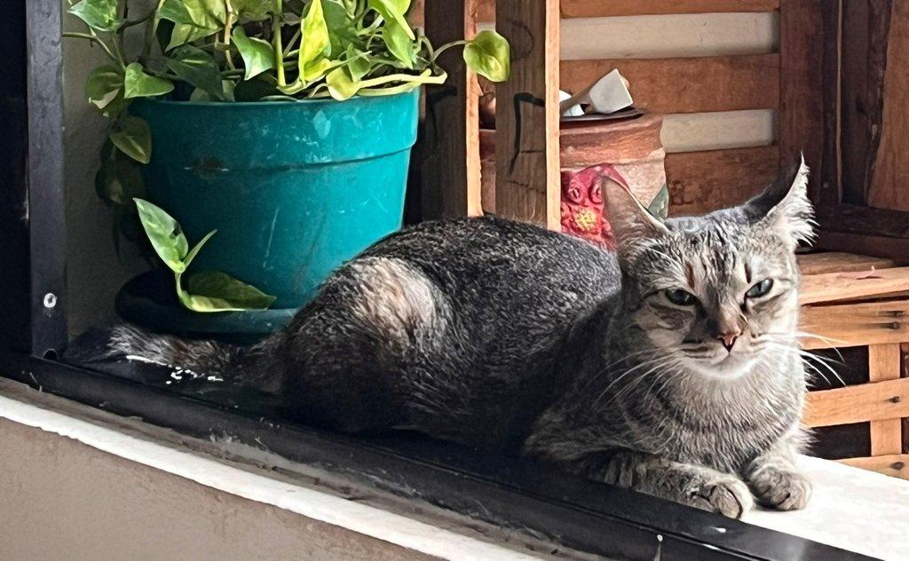 Mascota feliz en Pekcioso